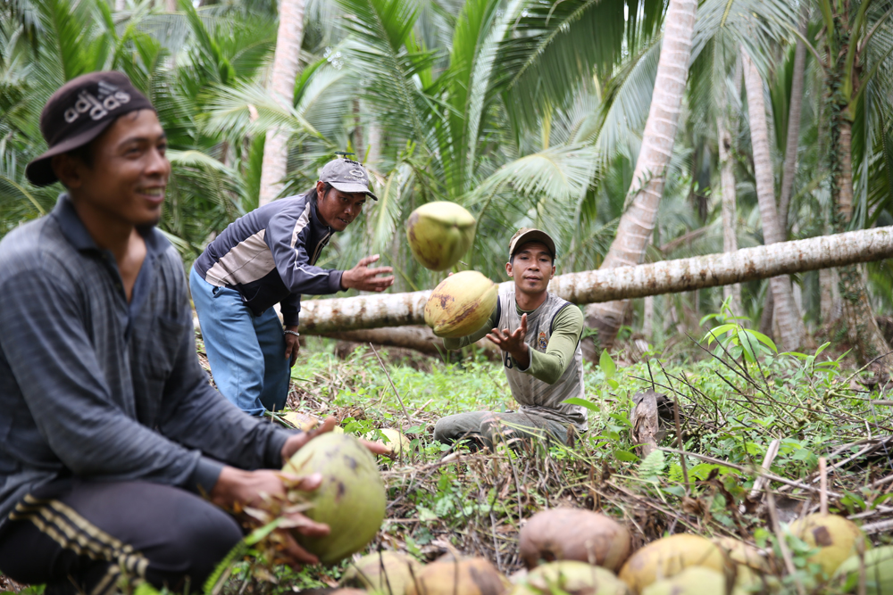 petani kelapa Bengkulu