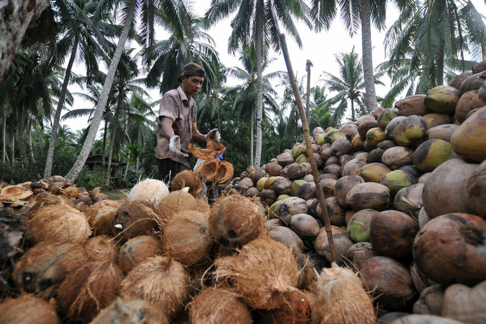 kebun kelapa Bengkulu