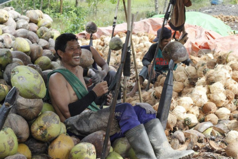 daging kelapa Bengkulu