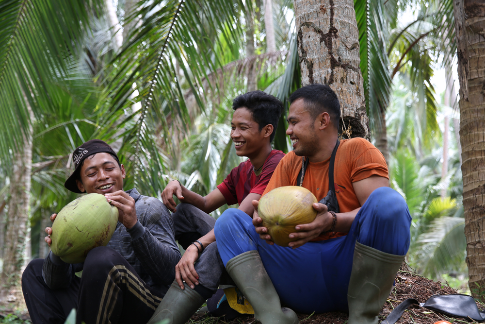 panen kelapa Bengkulu
